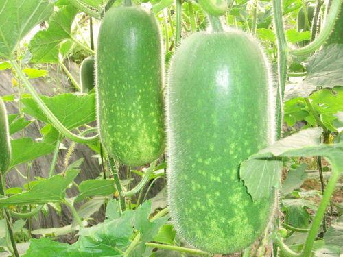 吃瓜大瓜事件 吃瓜视频在线观看,热门视频在线观看全解析